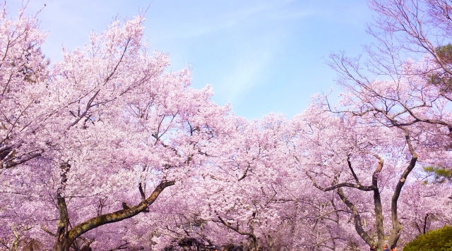 印西 千葉ニュータウンの桜の名所や綺麗な場所まとめ お花見 印西とぴっく